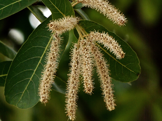 Arjuna is one of the widely used herbs for alcohol addiction