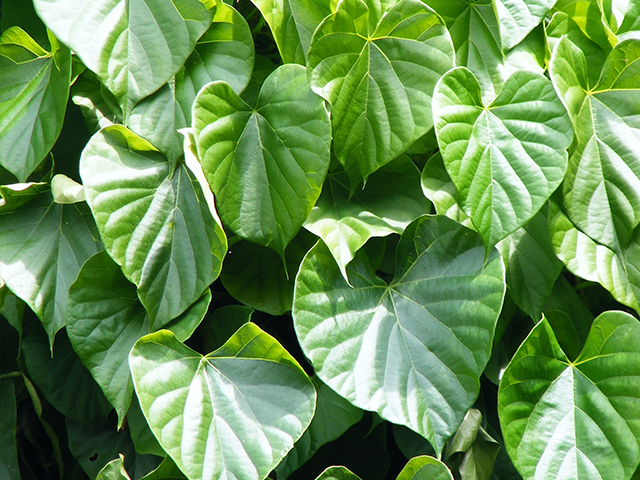 Guduchi (Tinospora cordifolia: Ayurvedic Herbs to Stop Drinking