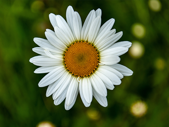Chamomile