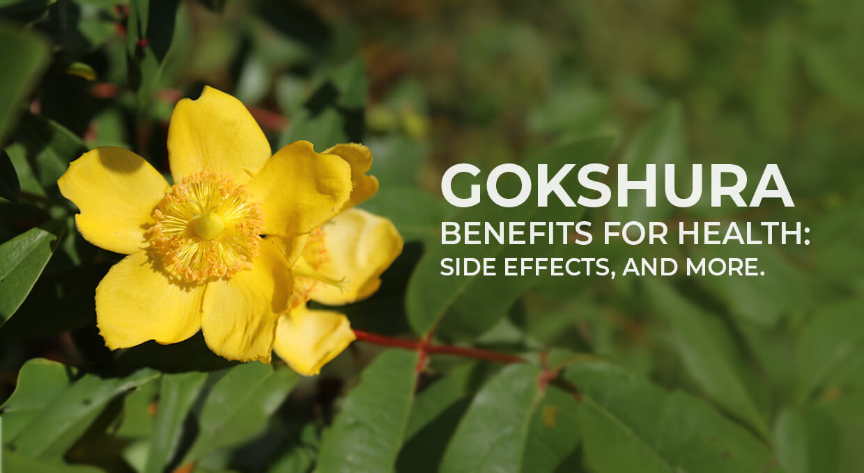 Gokshura Benefits For Health
